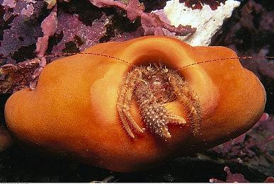 《偶像大师：星耀季节》DLC角色公布 枫姐来捧场